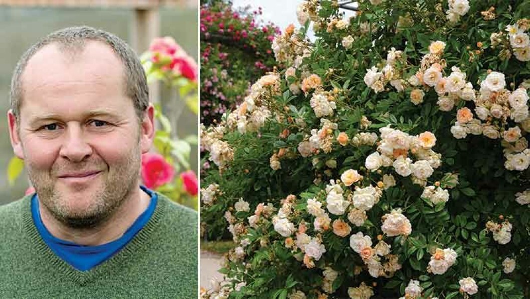 Austinrosen ’Ghislaine de Féligonde’ är en av John Taylors favoriter. Austinrosen