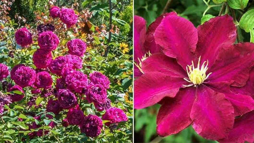 Fin kombination! William Shakespeare tillhör Austinrosorna, som även kallas engelska rosor. och kematis ’Warszawska Nike’ har mörkt purpurröda sammetsliknande blommor med gul mitt. Fin kombination! William Shakespeare tillhör Austinrosorna, som även kallas engelska rosor. och kematis ’Warszawska Nike’ har mörkt purpurröda sammetsliknande blommor med gul mitt.
