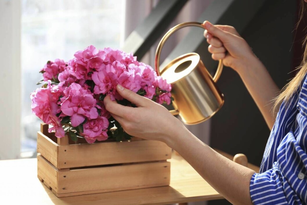 För att din azalea ska trivas gäller det att vattna regelbundet och att aldrig låta blomman torka ut helt. Kvinna vattnar rosa azalea