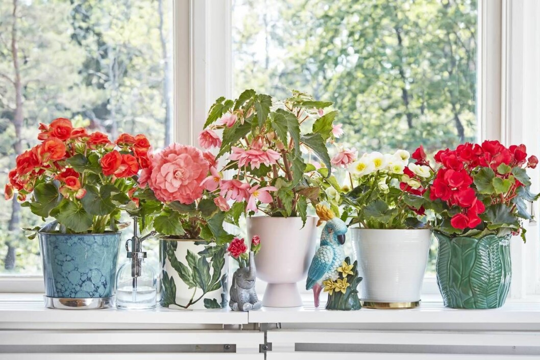 Färgglad förening. Ett fönster med blomsterbegonior blir aldrig tråkigt! Här har vi bland annat använt oss av gulröd begonia, knölbegonia och hängbegonia. Olika sorters begonior i ett fönster