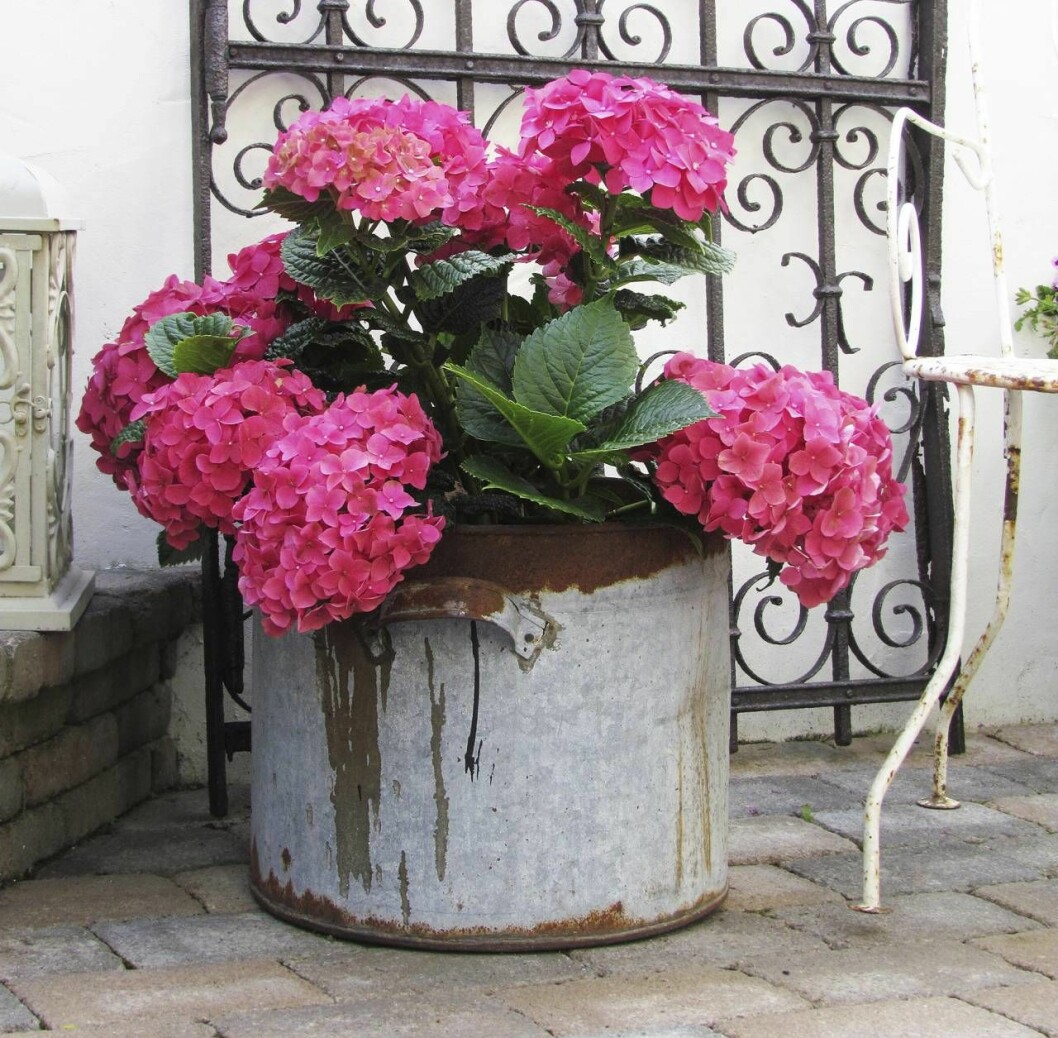 Hortensia trivs utmärkt i utomhuskrukor, bara de får stå i halvskugga. Vintagestilen passar särskilt bra. Rosa hortensia i utomhuskruka