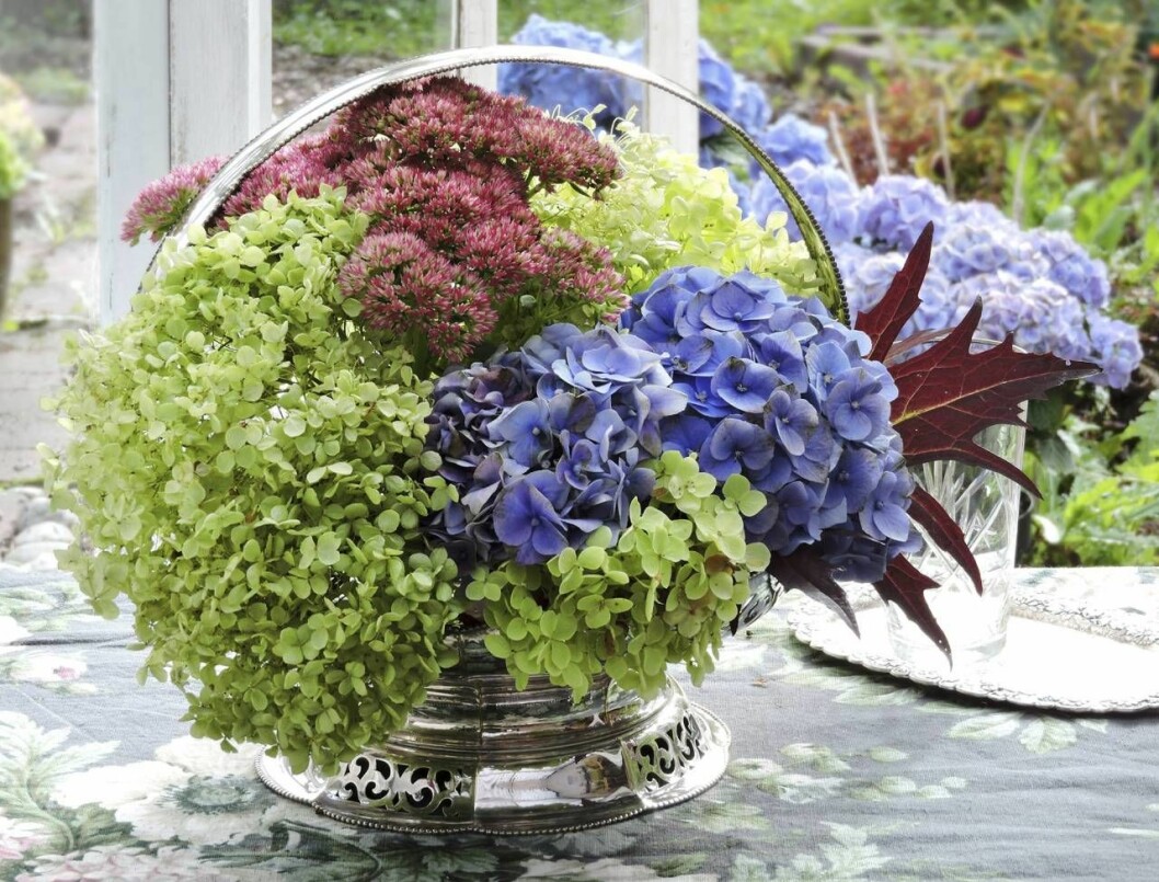 En tjusig, snabbt fixad sensommar-dekoration med olika hortensiasorter, kärleksört och vinfärgade höstblad. En tjusig, snabbt fixad sensommar-dekoration med olika hortensiasorter, kärleksört och vinfärgade höstblad.