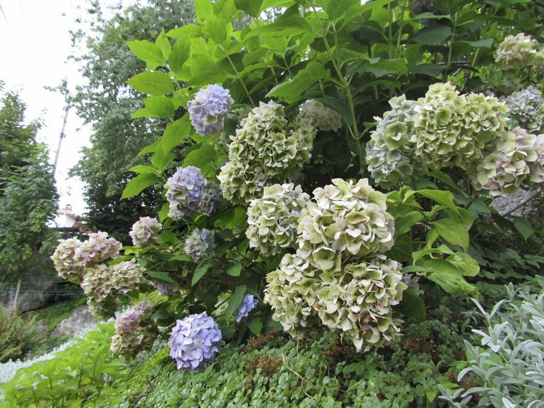 Hortensiabuskarna översållas på sensommaren av läckra blombollar i olika färger och nyanser. Jordens kalkhalt bestämmer färgen – sur jord ger blå blommor, kalkrik jord ger rosa blommor. De vita sorterna ändrar inte färg. Hortensiabuske i blåa toner