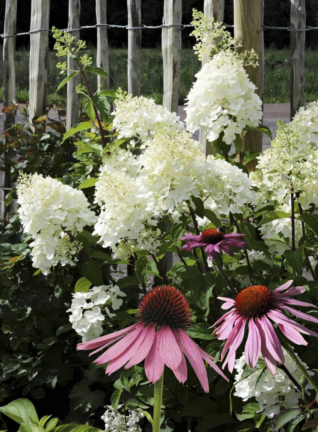 De enorma vita blommorna är vidjehortensian ’Annabells’ kännetecken. Den blommar rikt och länge. I förgrunden röd solhatt. De enorma vita blommorna är vidjehortensian