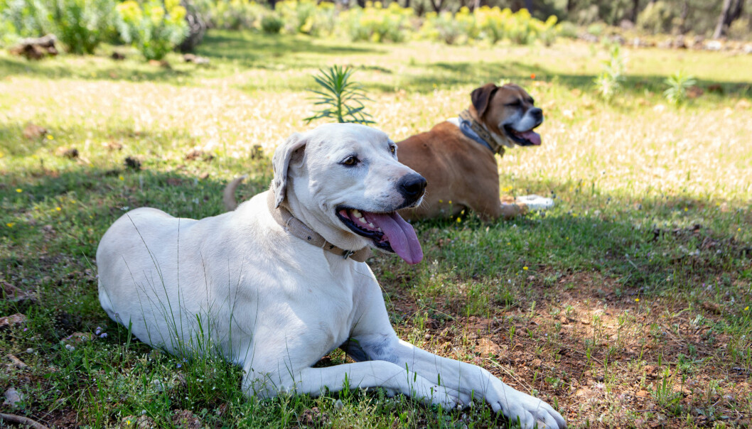 Se till att hunden alltid har tillgång till skugga och svalka. Foto: Shutterstock/TT Skugga och svalka är viktigt för hunden.