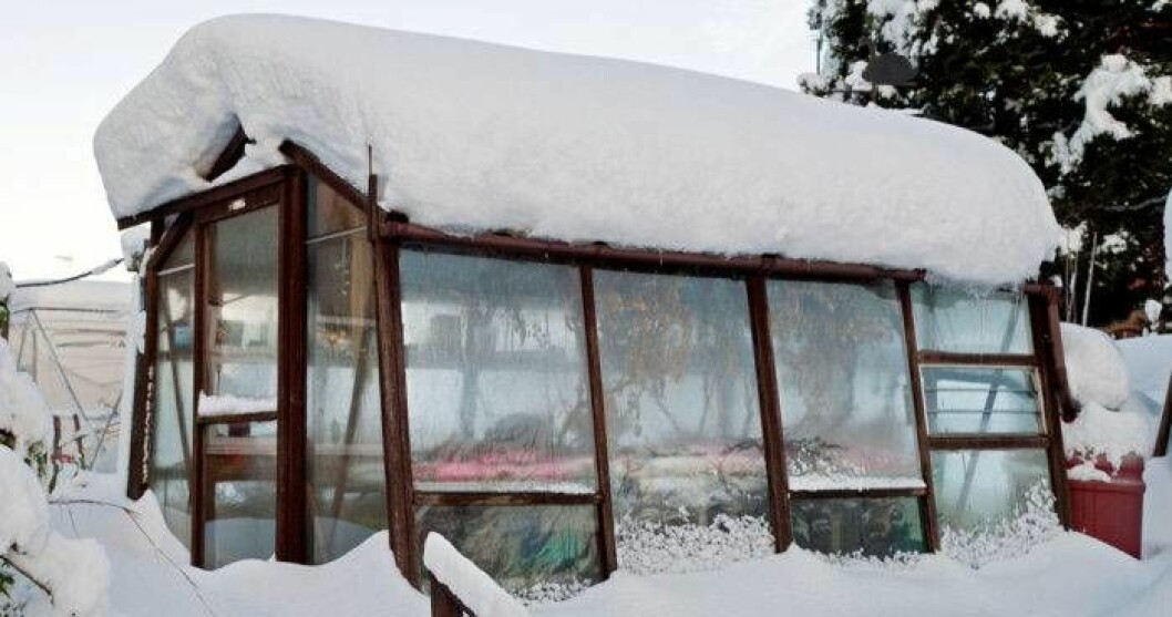 Borsta bort snön på taket till växthuset.