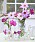 Intensivt rosa dahlian ‘Onesta’ sitter i samma vas som en röd röllika i mixen ’Flower Burst Lilac Shades’ och lejongap ’Rocket Orchid’.
