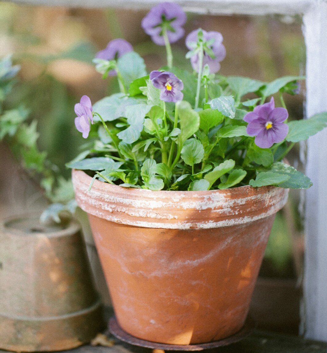 En blygsam småblommig pensé väcker verkligen vårkänslor. Särskilt om en liten solstråle letar sig dit. En blygsam småblommig pensé i kruka.