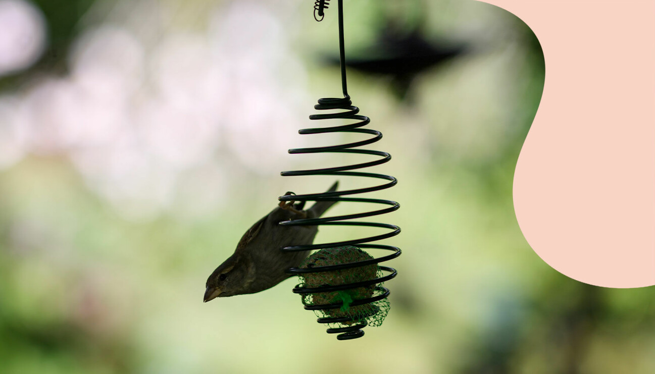Småfågel som äter mat från en talgboll i en trädgård.
