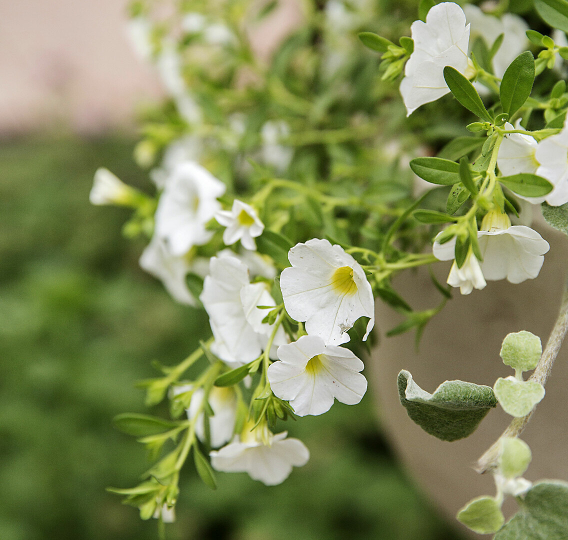 Småpetunia 'Million Bells' är vacker i ampel.