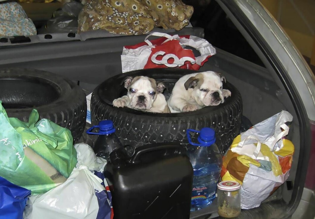 De flesta insmugglade hundar är småväxta raser. Just nu är bland annat fransk bullbogg populära. Foto: Tullverket Smuggelhundar i bil