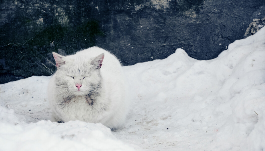 En övergiven, vit smutsig katt sitter i snön och blundar.