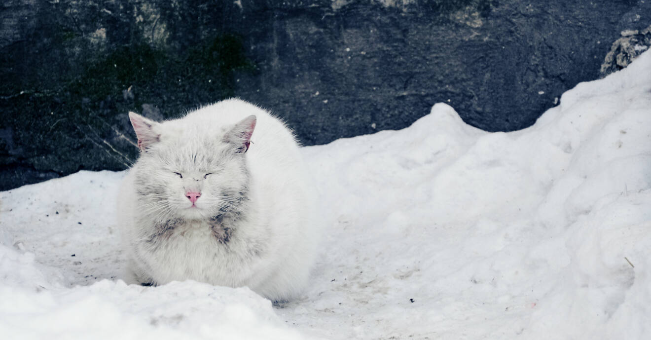 En övergiven, vit smutsig katt sitter i snön och blundar.