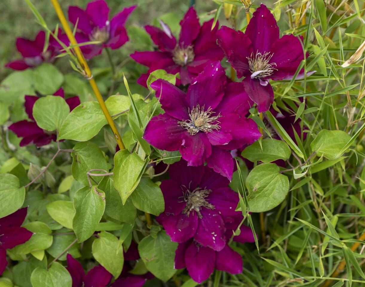Snäckskalsrosa – en härlig blomfärg! 'Hagly Hybrid' tillhör den sena, storblommiga gruppen med blomning från midsommartid fram till september. Höjd cirka två meter. Zon 4. Snäckskalsrosa klematis 'Hagly Hybrid'.