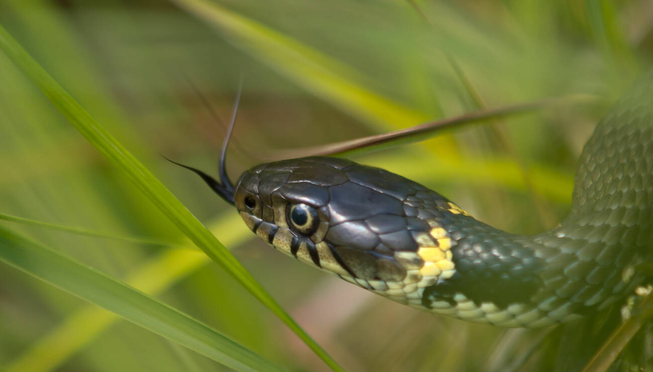 Lär dig skillnaden på huggorm och snok | Allas