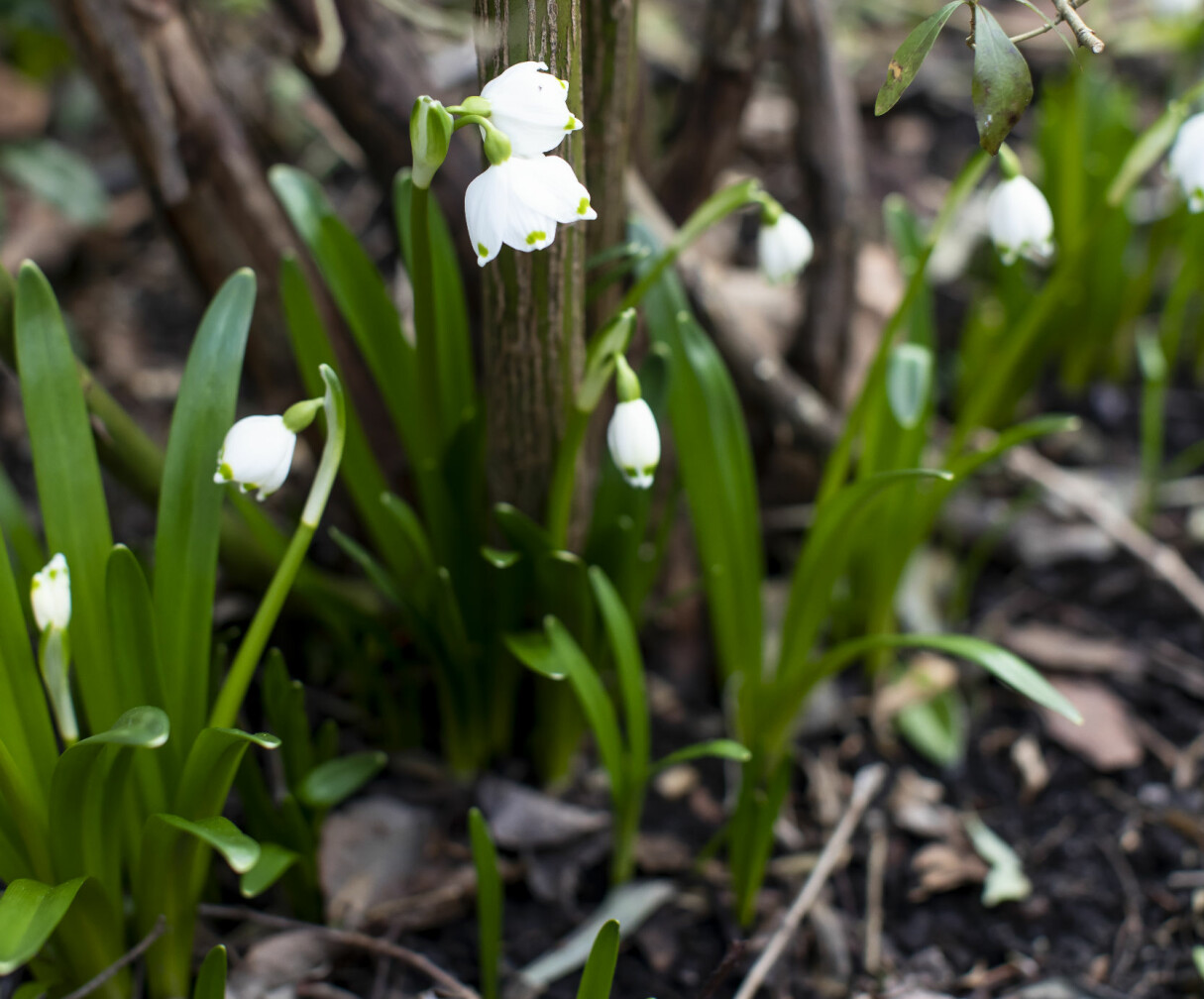 Några av snöklockorna, <em>Leucojum vernum,</em> har två blommor på varje stjälk. Det är en sort som heter ’Vagneri’ och kommer från legendariske plantskolisten Magnus B Nilsson. Snöklockor i Gunnel Carlsons trädgård.