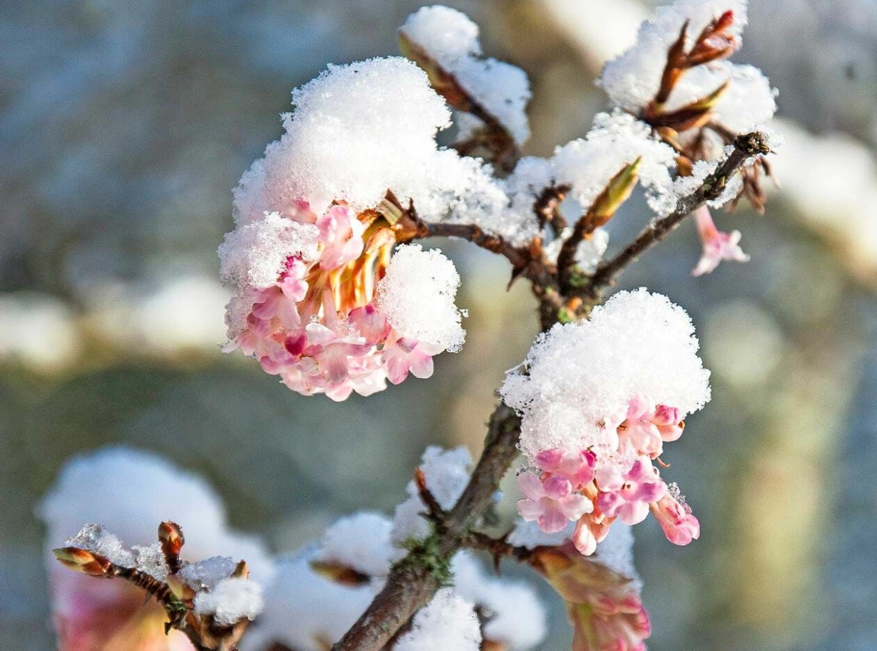 Kejsarolvon blommar tidigt, här i januari. Snötäckta kejsarolvon.