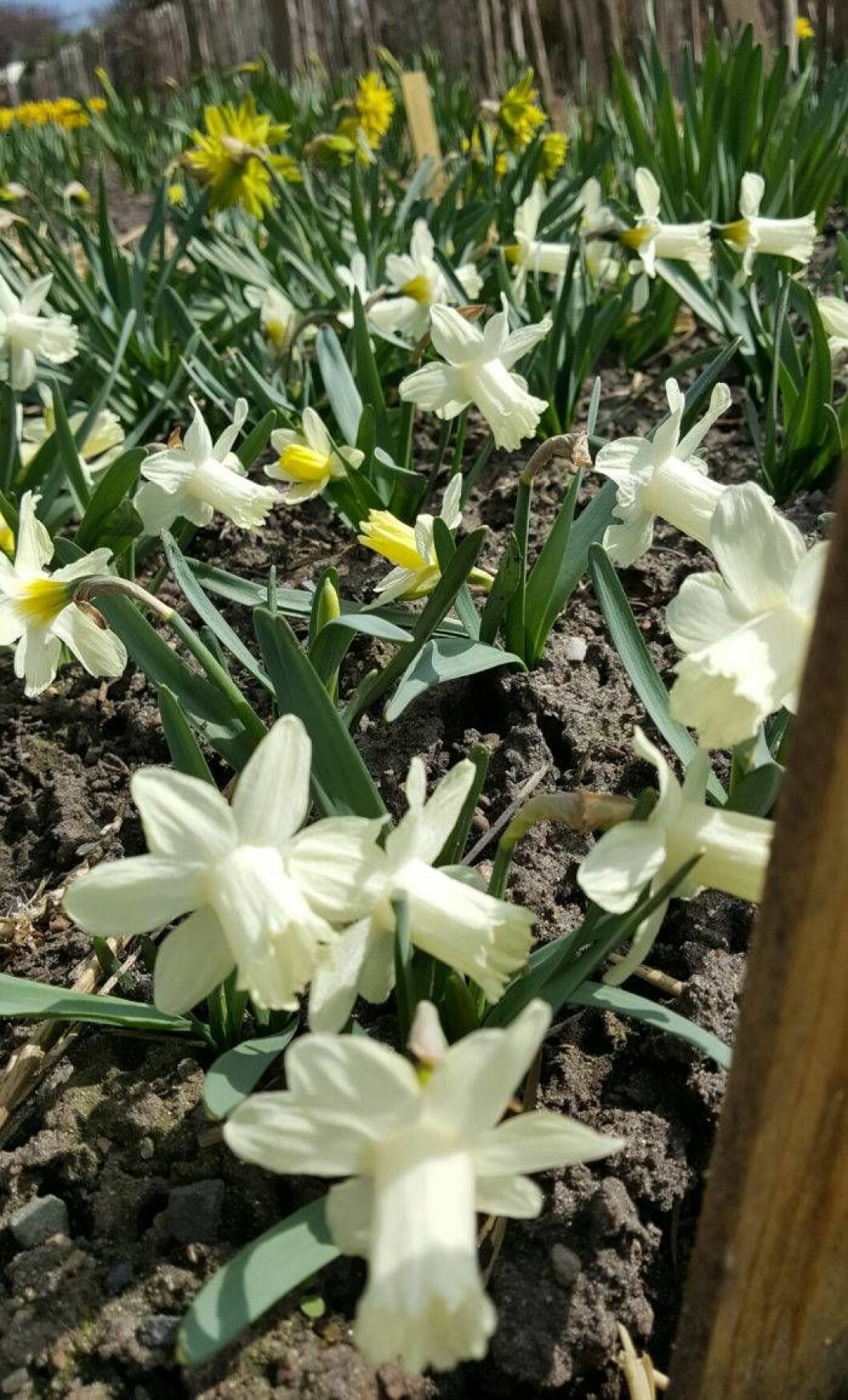 Vita narcisser av arten ”Snow Baby” i Malmös Slottsträdgård.