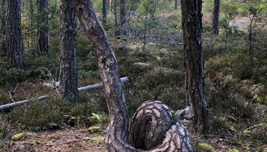 Knuttal längs Sörmlandsleden.