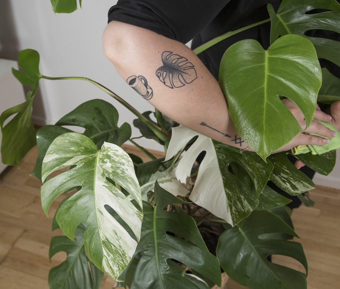Sofia Andersson sköter om sin variegerade monstera. Sofia Andersson med sin variegerade monstera.