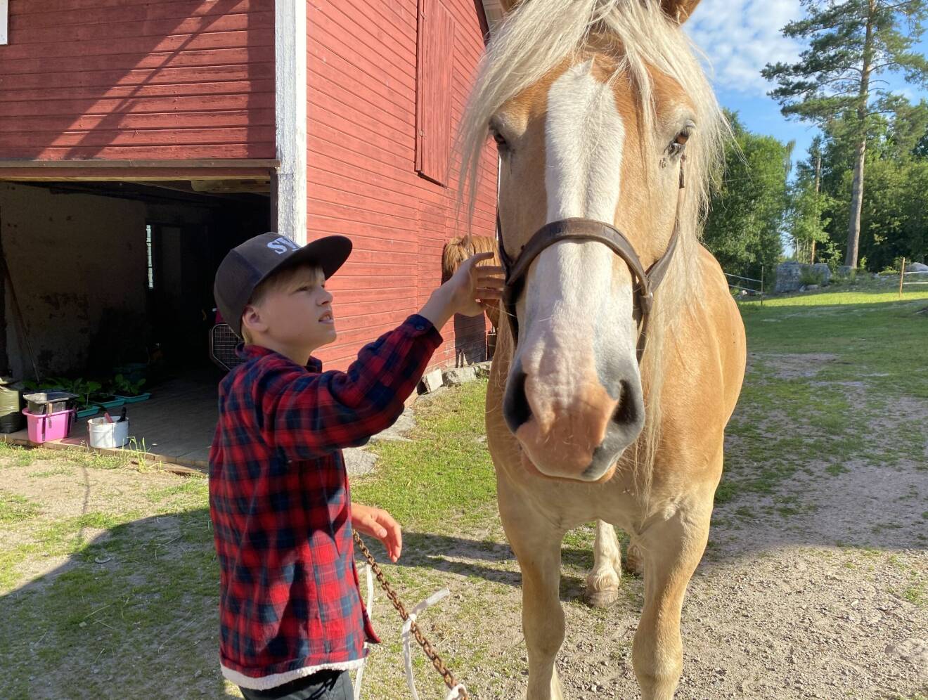 Artisten Sofia Karlssons son klappar på en häst.