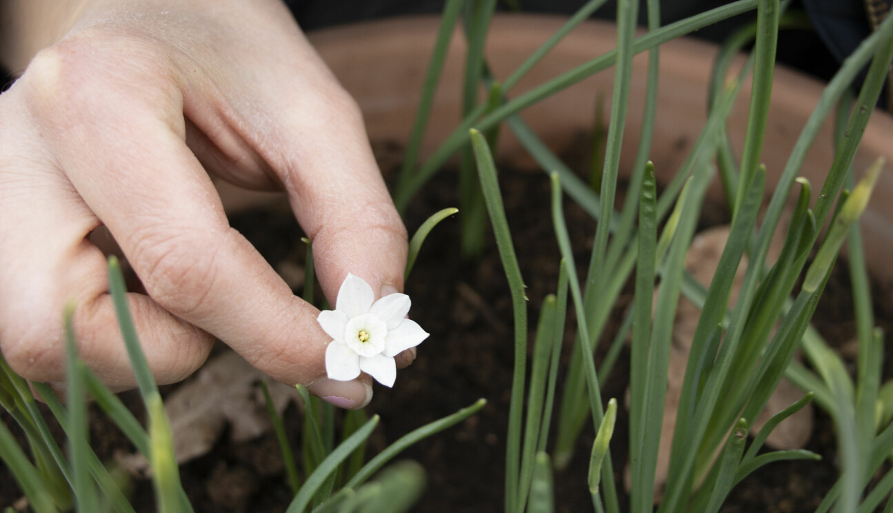 Narcissus rupicola subsp. watieri.