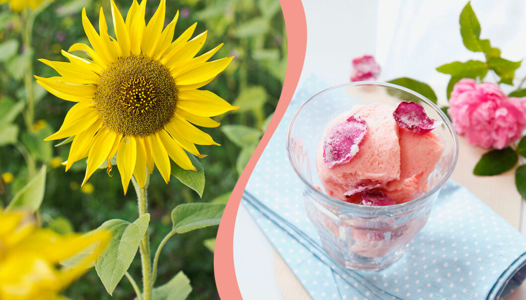 Rosor och solrosor är ätbara blommor som du kan använda i mat och dryck.