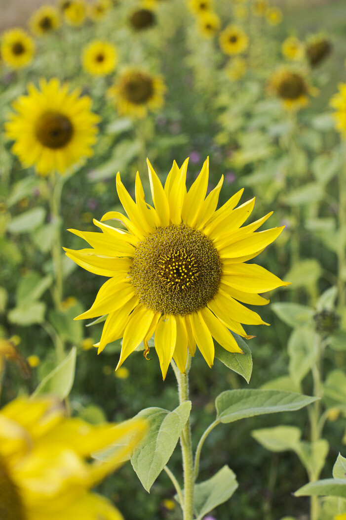 Solrosor har många användningsområden, från olja till ätbar dekor. Solrosen är en av många ätbara blommor