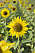 Solrosen är en av många ätbara blommor
