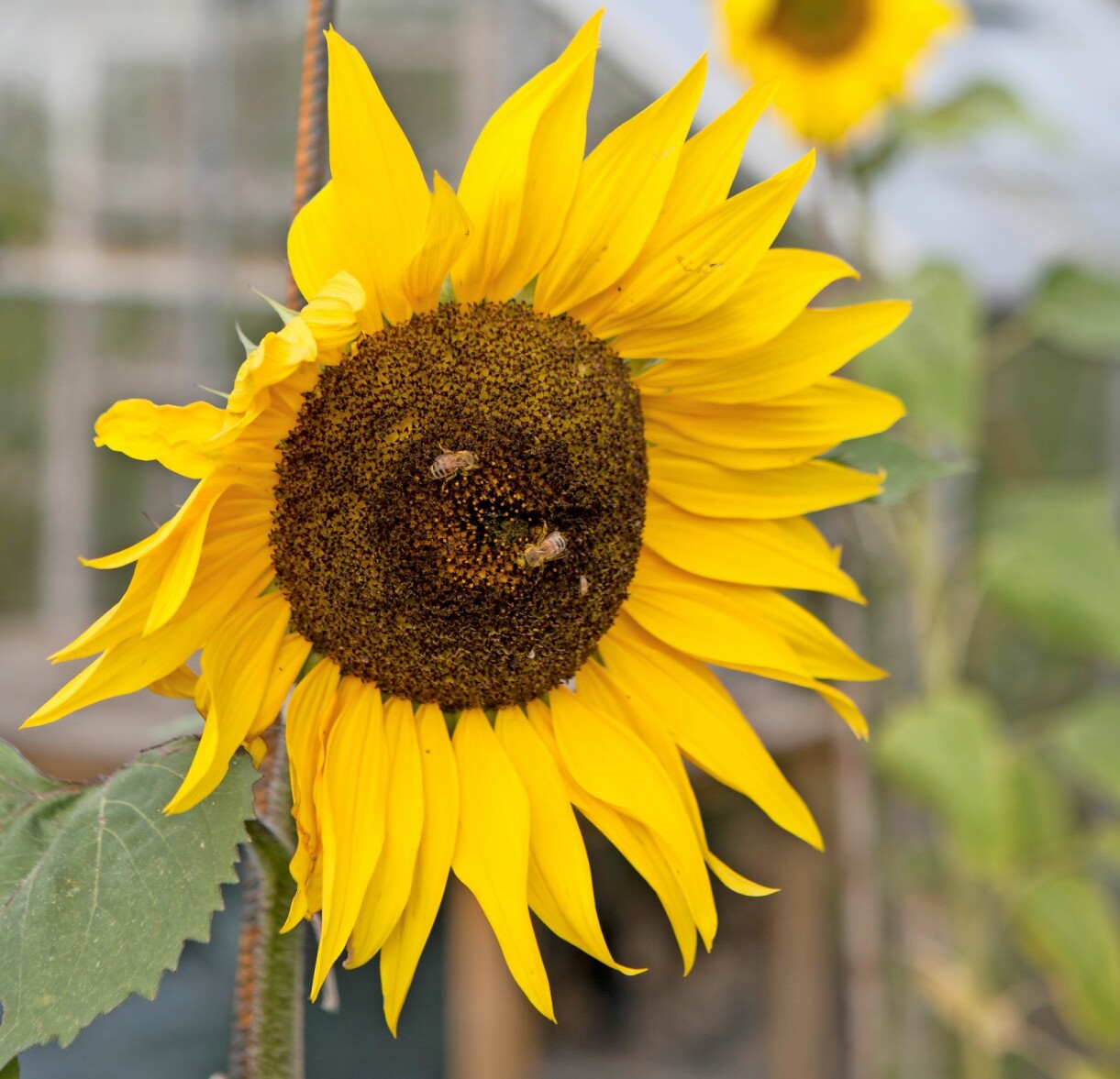 En blommande solros med bin på.