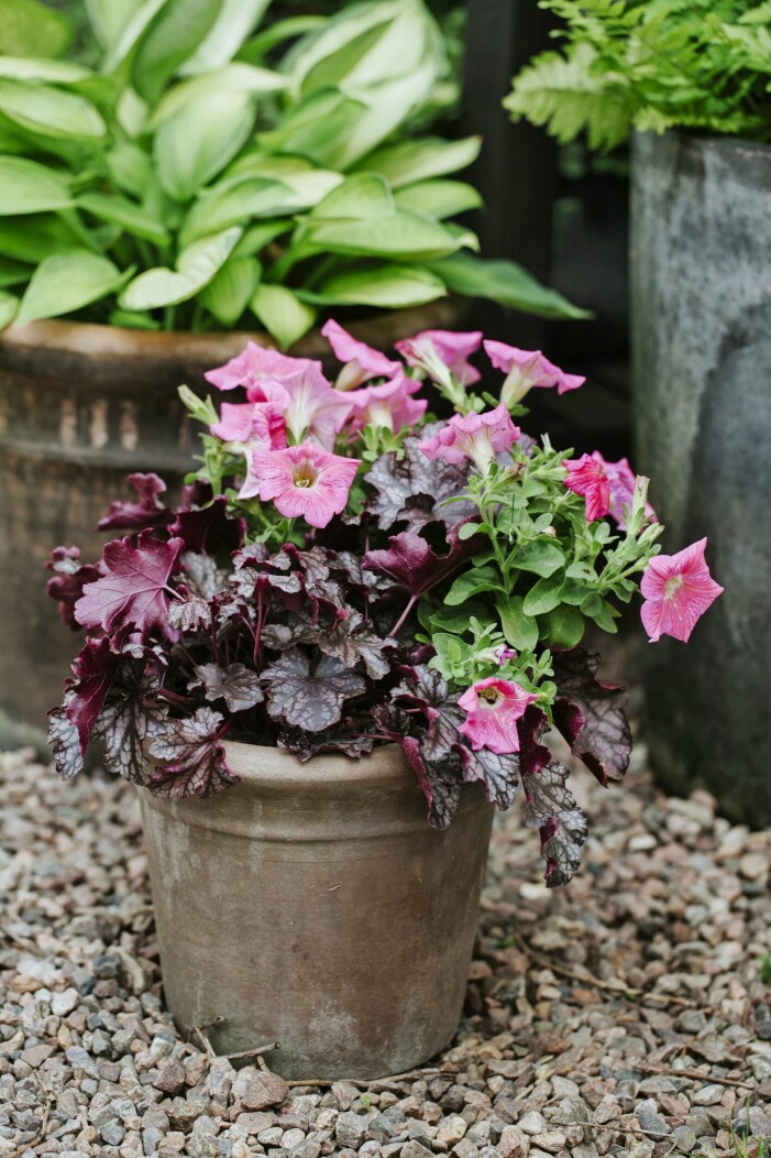 Bubbelgumsrosa petunia blir ett piggt inslag till den mörka alunroten med vacker ådring i bladen. Alunrot är en fantastiskt fin växt som tål kyla och dessutom klarar att övervintra i frosttåliga krukor. Petunia och alunrot i kruka.