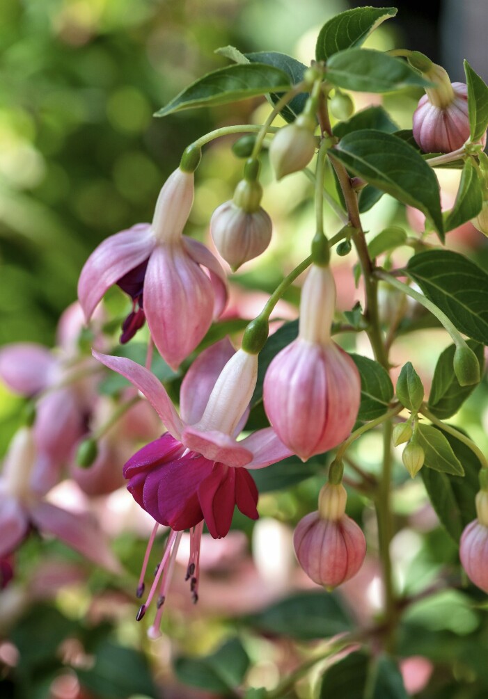 Älskade fuchsia med sina färgglada, dansande ballerinor med enkla eller dubbla kjolar. Fuchsia har länge varit en av våra mest populära sommarblommor. Rosa fuchsia.