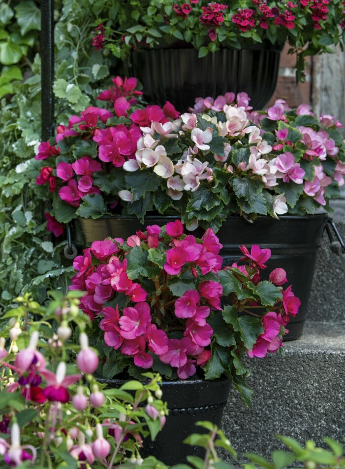 <span class=" italic" data-lab-italic_desktop="italic">Begonia </span>x <span class=" italic" data-lab-italic_desktop="italic">hiemalis </span>har blivit trendig igen och är även populär bland de yngre. Det är lätt att förstå varför – den sprider ren och skär glädje med härliga färger och blommor i överflöd. Begonia.