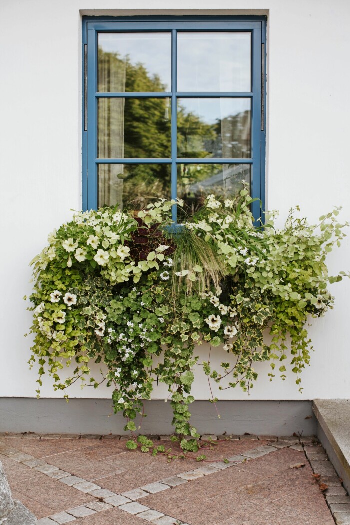 Snyggaste utsikten! Blomlada med palettblad i morka toner, småblommig snoflinga, petunia i både lime och lime/morkt. Hängande penningblad, rabatteternell och murreva, brokig så kallad variegerad murgrona, femtunga i vitt. Blomlåda med blommande växter.