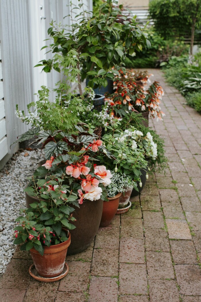 Olika sorters begonia i ljusa toner och några med mörka blad i sällskap med snötörel, vit femtunga, fuchsia och lönnar och en pampig citrusplanta. Begonior i krukor.