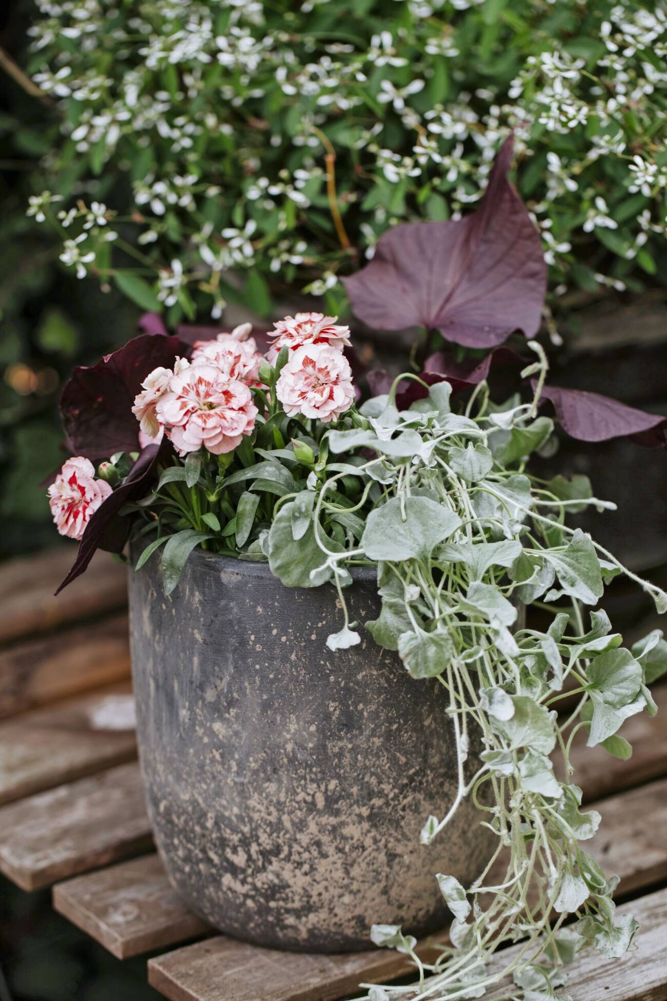 Kombinera Sommarblommor Och Perenner I Kruka Allas kombinera-sommarblommor-och-perenner-i-kruka-allas
