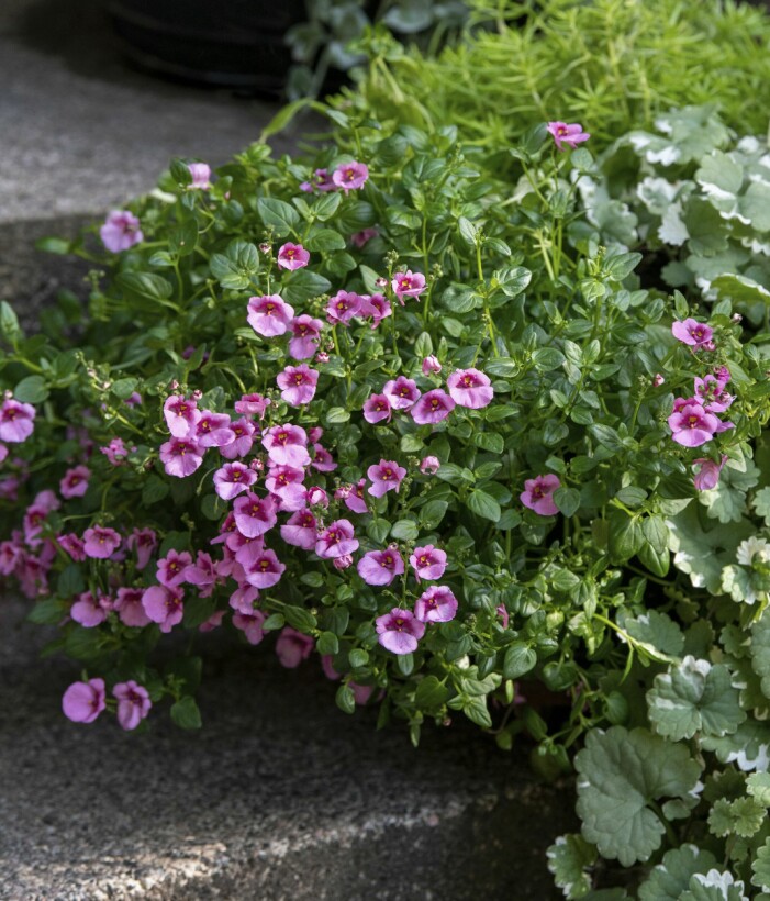 En rosa tvillingsporre, <span class=" italic" data-lab-italic_desktop="italic">Diascia barberae</span>, omsluten av jordreva, i fin kontrast till trappans råa yta. Snett bakom skymtar en tuva Sedum ’Lemon Ball’ med spretiga, limegröna blad. Rosa tvillingsporre.