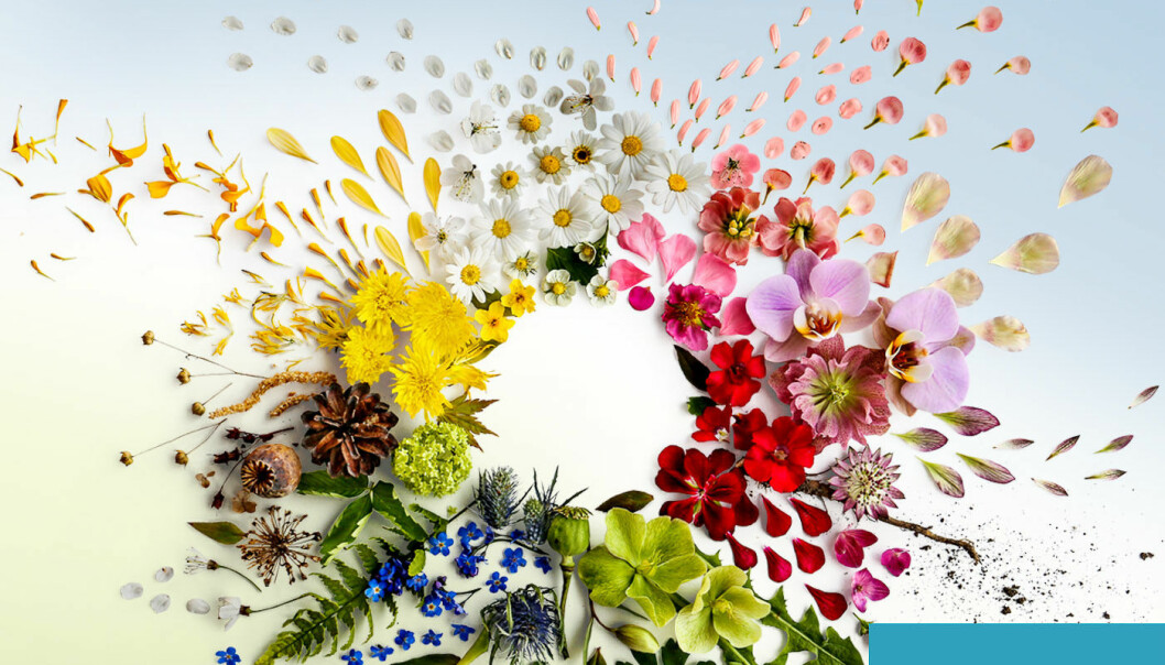 Sommar i P1-vinjetten med sommarblommor.