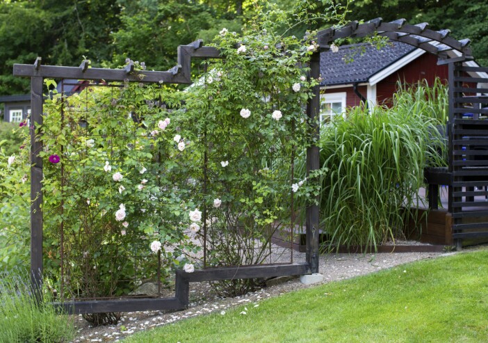 Som snickare löser Lasse galant problemet med den kuperade marken med en spaljévägg som följer sluttningens form. Här klättrar rosen 'New Dawn' i armeringsnätet. Spaljéväggen går längst med den kuperade marken.