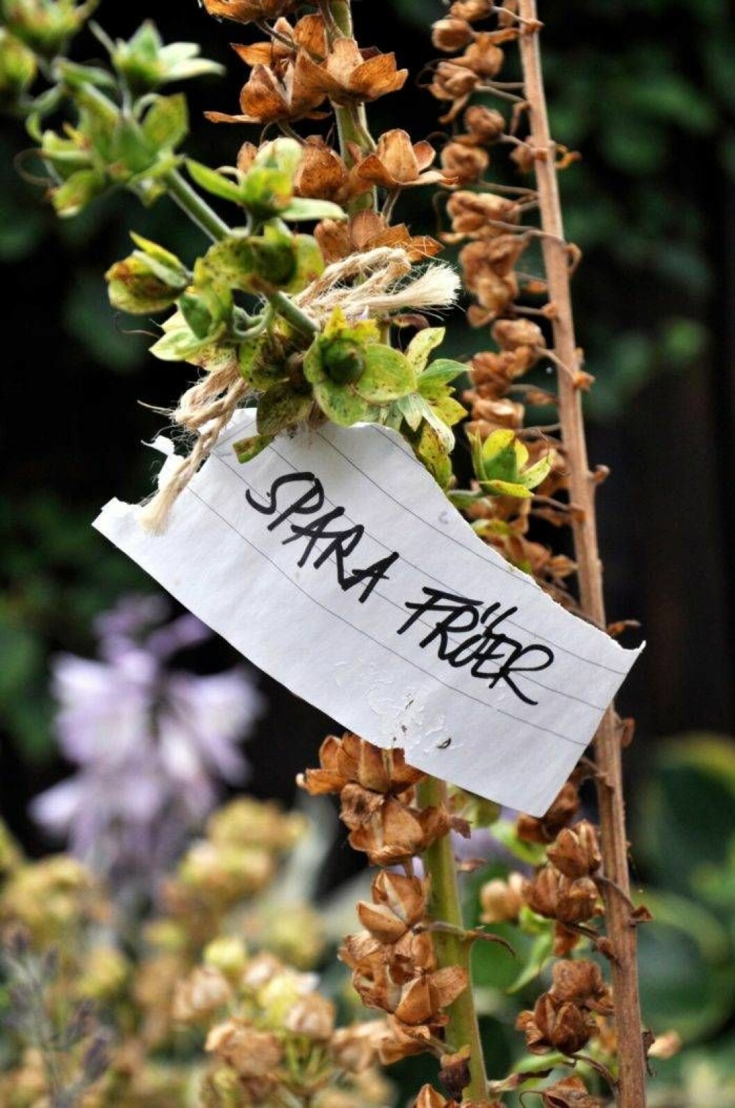 För att inte glömma vilken blomma du vill ta frön från, knyt fast ett band eller en lapp! Foto: Anni Jähde Spara fröer