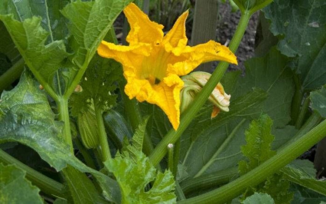 De stora gula blommorna är söta och goda. Ta bort pistillen inuti först.