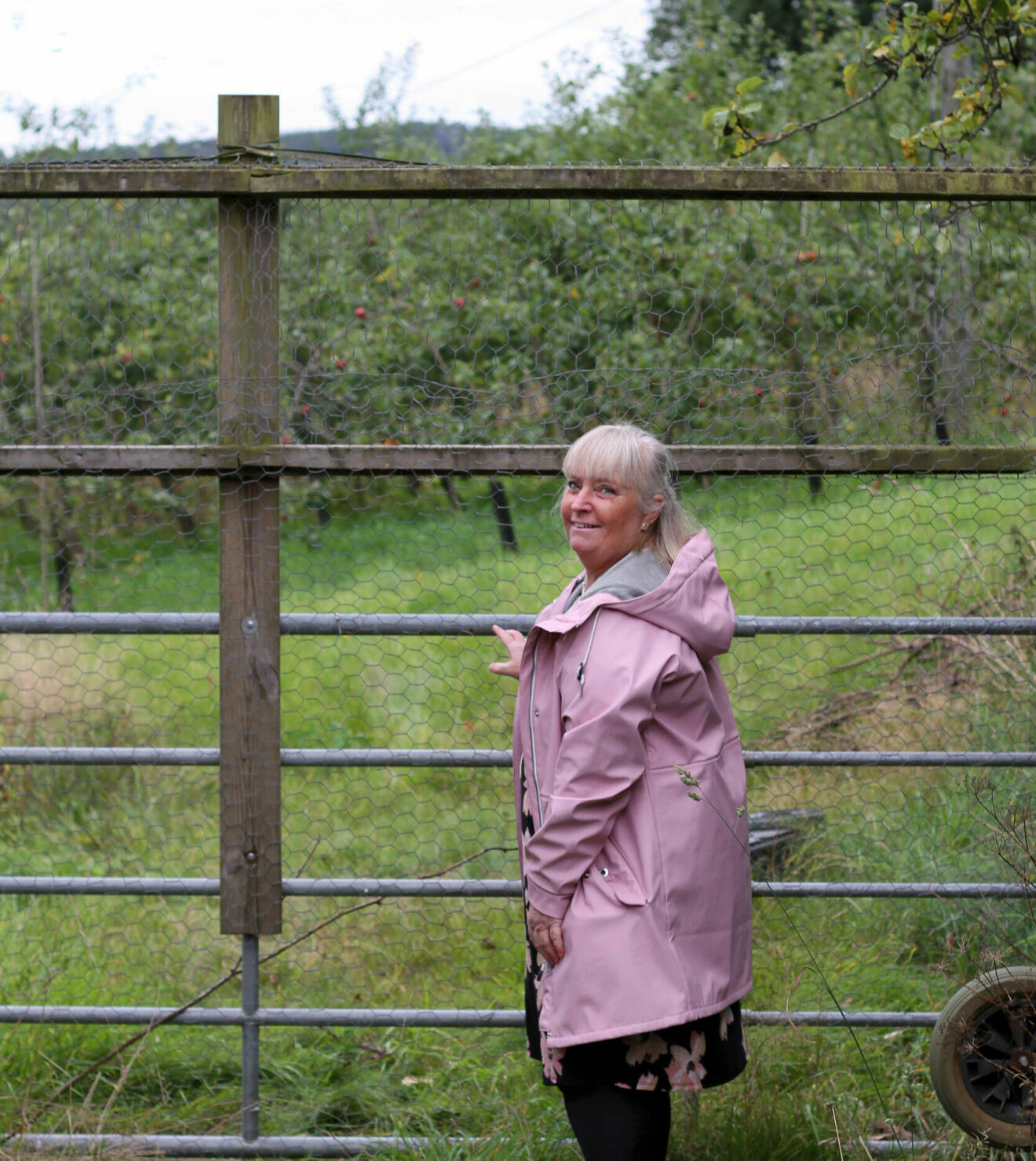 Kvinna i rosa regnjacka framför ett staket på en äppelfarm.