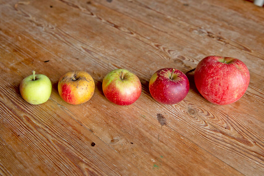 Fem olika äppelsorter vi använder till vår äppelmust.