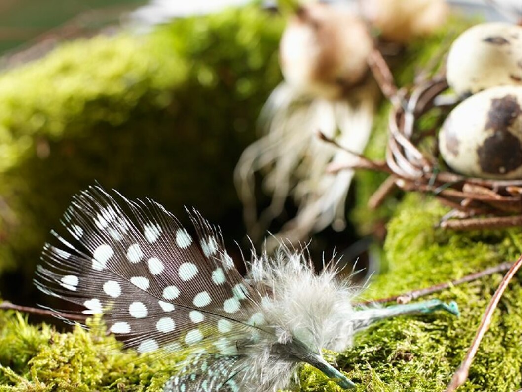 Gör ett litet fågelbo av ris och lägg i ett par vaktelägg som finns att köpa i blomsteraffärer 