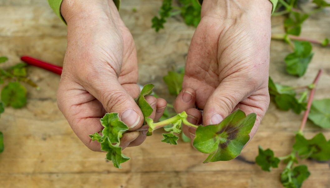 Bryt av alla blad förutom ett par på pelargonsticklingen.
