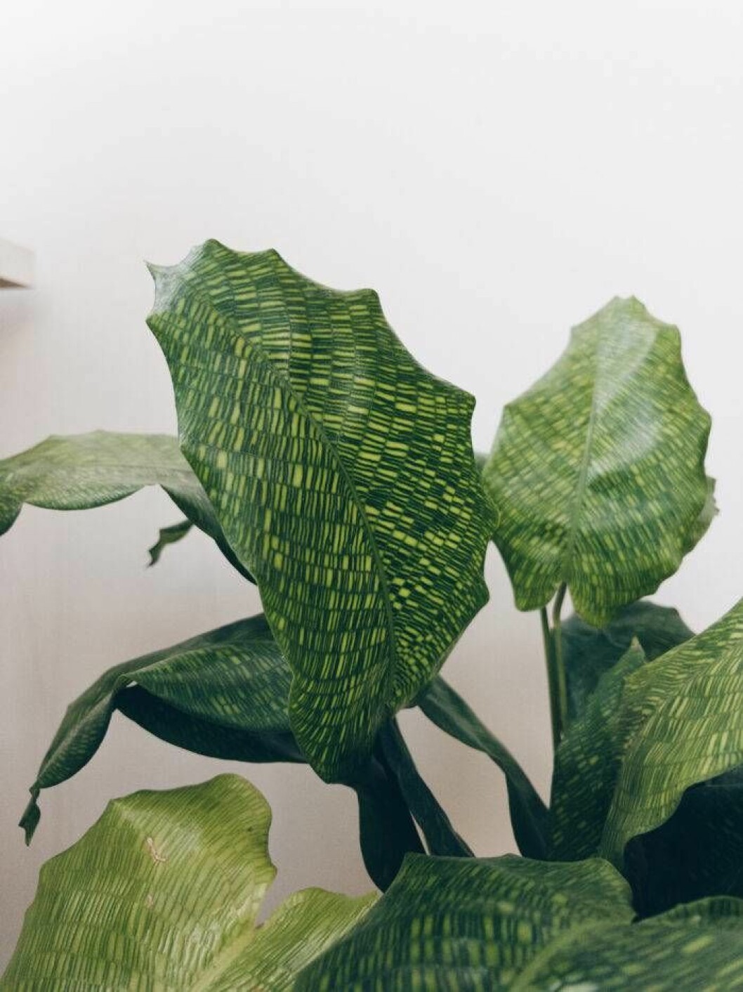 Calatheastickling
