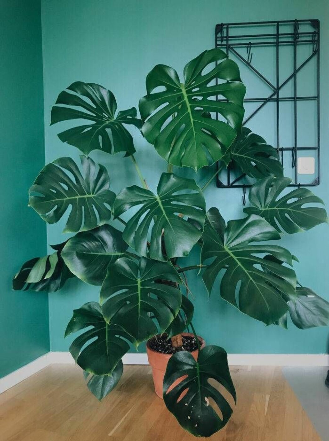 Stor monstera
