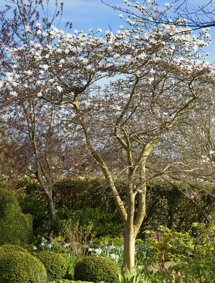 Stjärnmagnolian blommar på bar kvist med sina vita blommor. De smäckra stammarna är vackra mot de välklippta kloten av buxbom. Stjärnmagnolian blommar på bar kvist med sina vita blommor. De smäckra stammarna är vackra mot de välklippta kloten av buxbom.