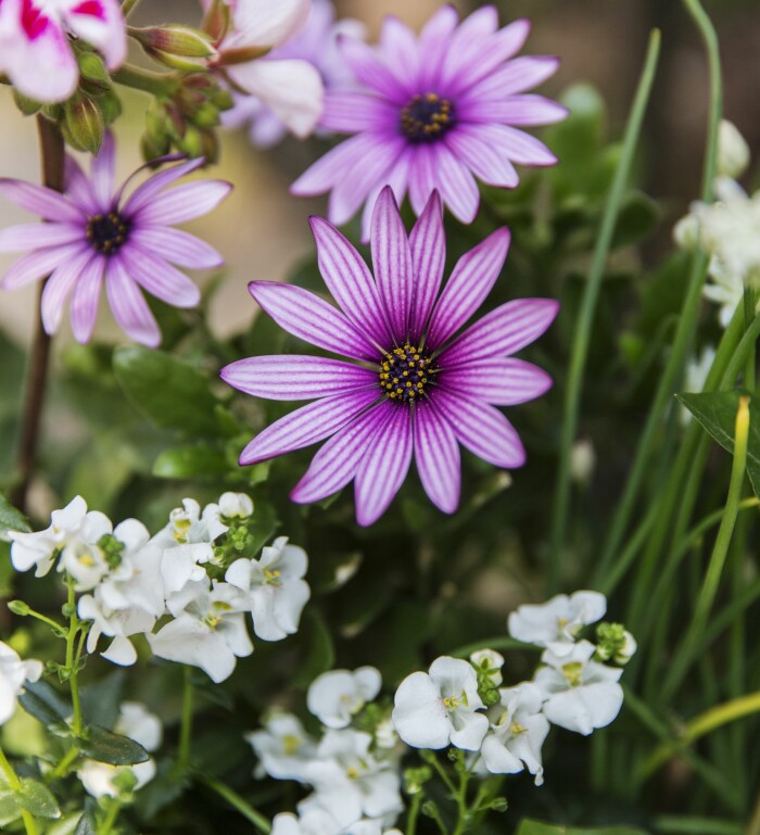 Stjärnöga är en tålig sommarblomma som klarar både regn och blåst. Håll jorden fuktig och vattna med näring regelbundet. Nemesia kallas även karnevalsblomma och finns i en mängd färger. Här har vi valt en vit. Stjärnöga blommar fint under sommaren.