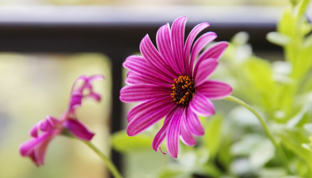 Stjärnöga lyser upp med sina underbara färger. Denna lättskötta blomma trivs bäst när den får riktigt mycket sol. Stjärnöga lyser upp balkonglådan i sommar.
